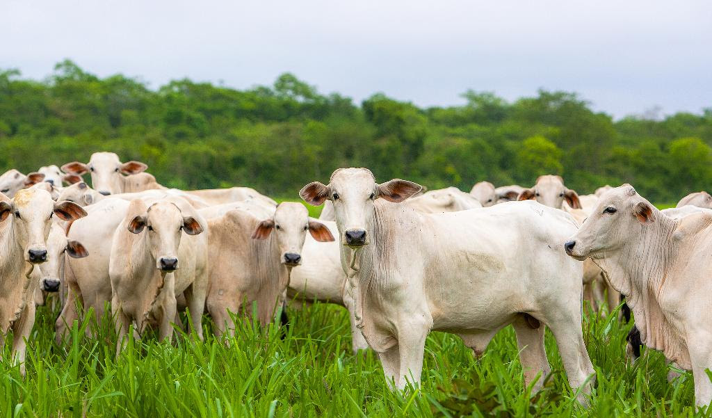 Mato Grosso | Sesp realiza leilão de gado apreendido em ações de combate ao tráfico de drogas