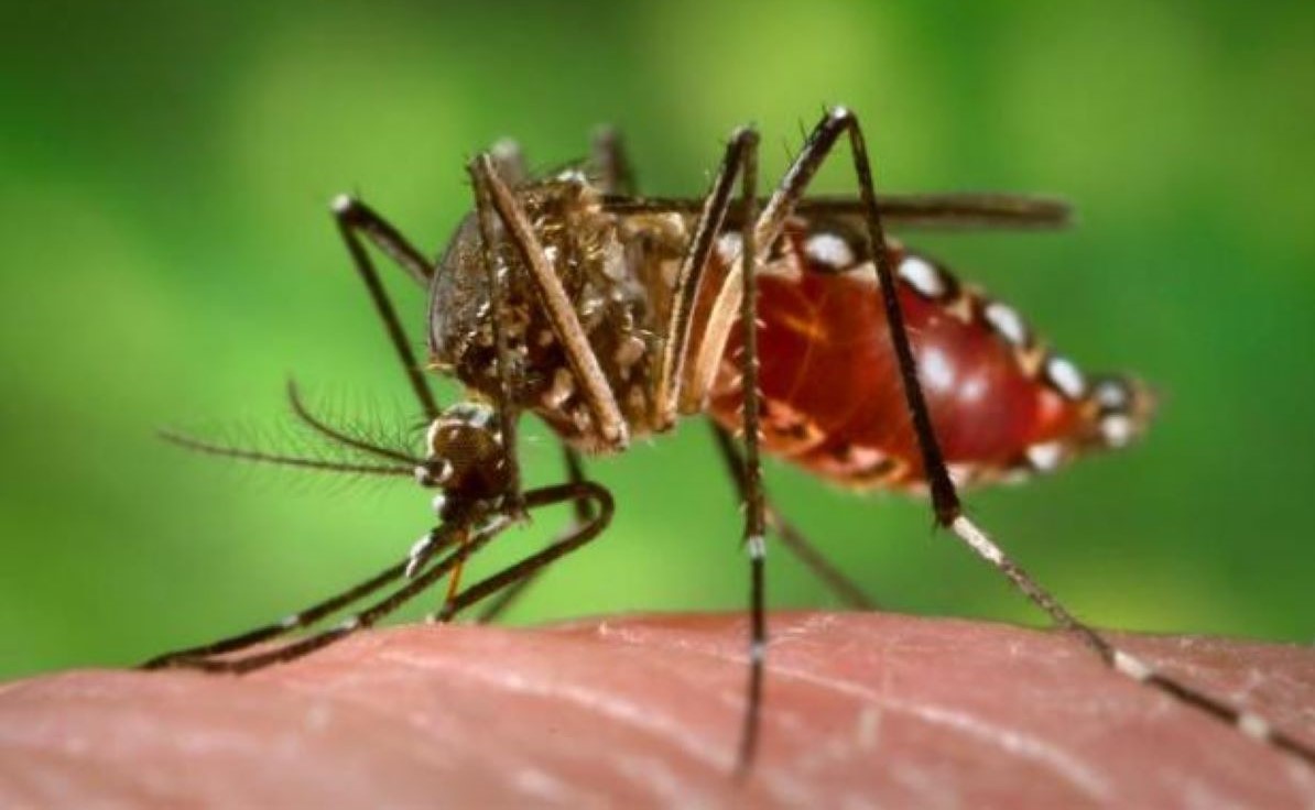 Infestações de pragas urbanas aumentam no verão