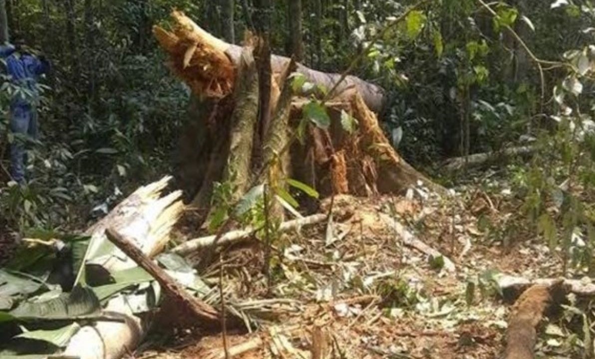 Mato Grosso | Árvore é empurrada por trator, cai e mata idoso de 60 anos