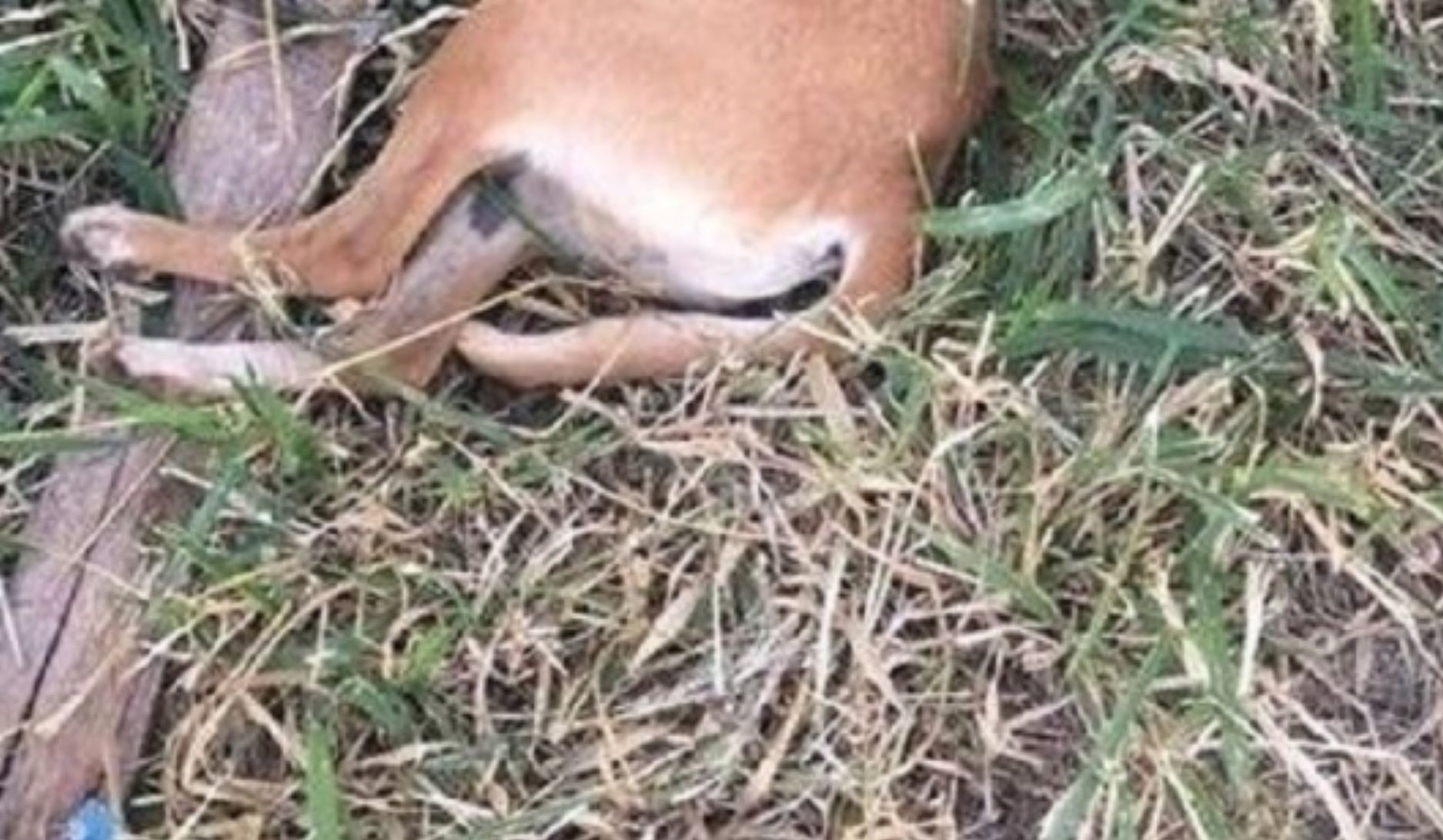 Barra do Garças | Homem é preso após matar cachorro a pauladas