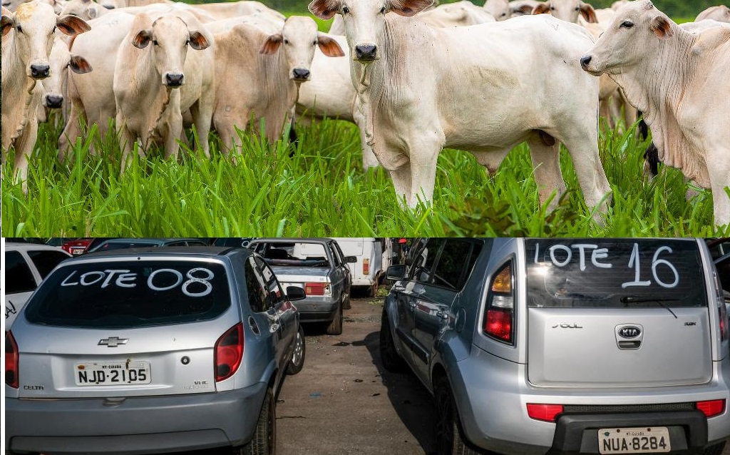 Mato Grosso | Leilões de bens provenientes de tráfico de drogas e lavagem de dinheiro somam quase R$ 8 milhões