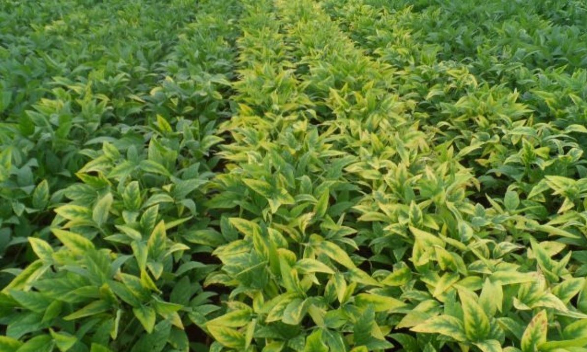 UNEMAT FAZ PESQUISA | Sistema inteligente promete identificar deficiência de potássio em plantações de soja
