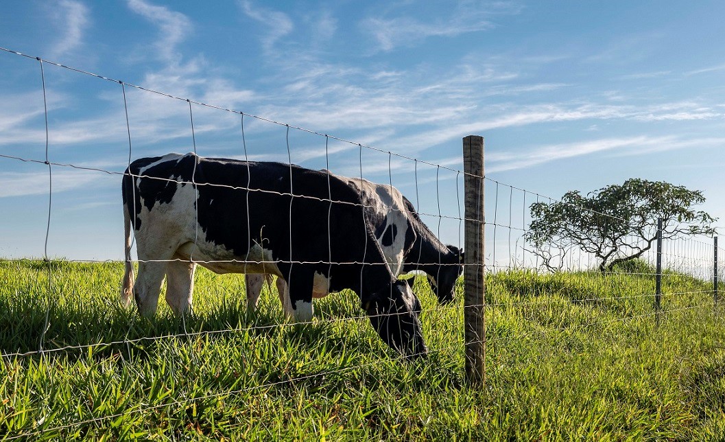 Tela pronta tem durabilidade e eficiência para a lucratividade da pecuária no Norte do Brasil, destaca analista de mercado da Belgo Bekaert