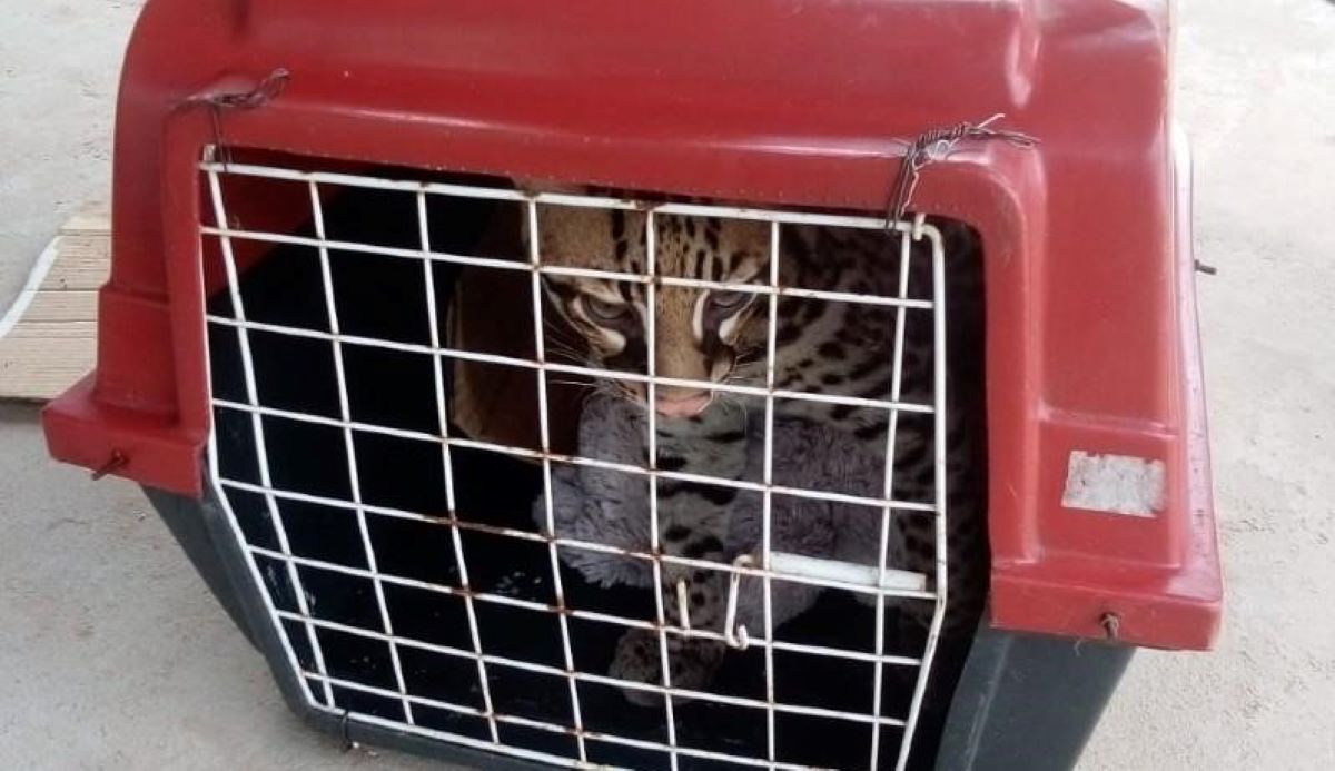 Homem descobre que seu gatinho desaparecido era, na verdade, uma jaguatirica