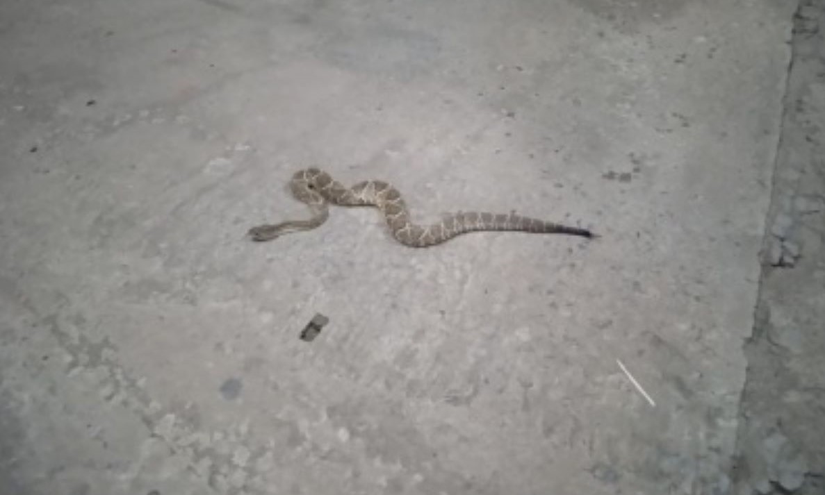 Cobra cascavel é encontrada em pista de caminhada em Sinop