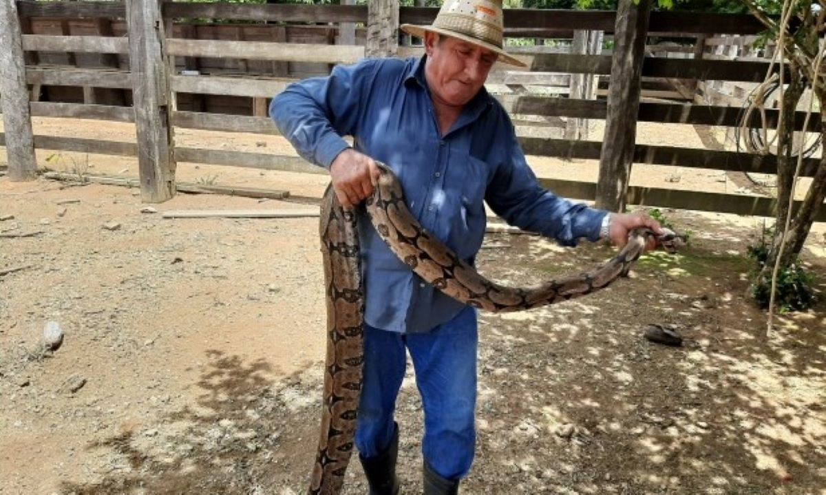 Sorriso | Moradores encontram jiboia de 2,5mts em quintal