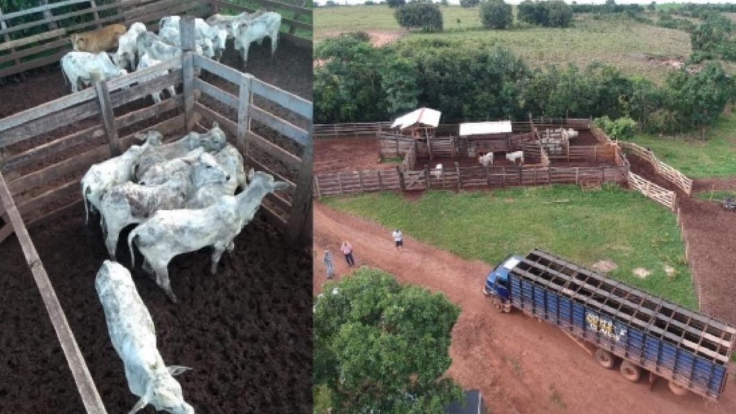 Mato Grosso | Trabalho em conjunto recupera 34 cabeças de gado furtadas de fazenda