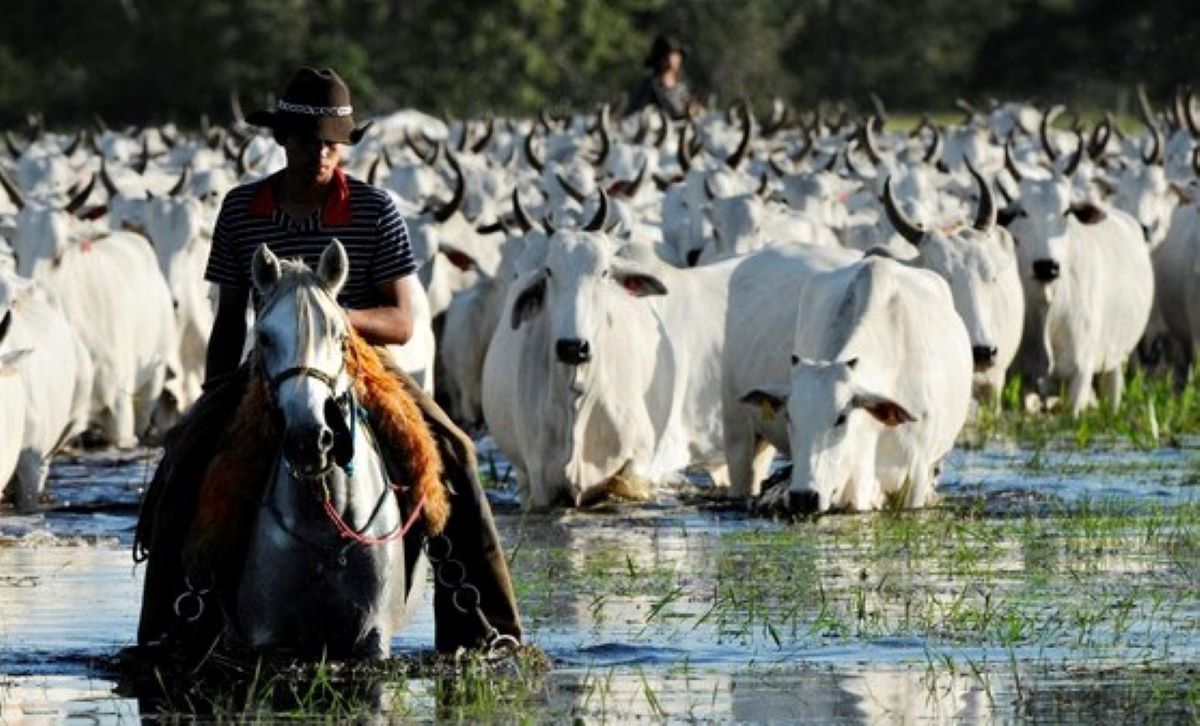 Pecuaristas conseguem direito de realizar manejo para limpeza de áreas no Pantanal de Mato Grosso