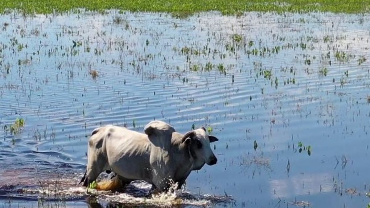 Acrimat analisa movimentação do mercado da carne