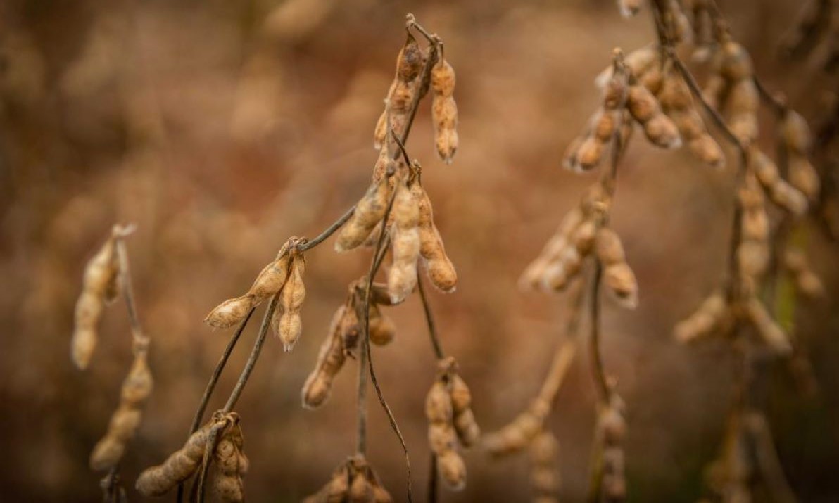 Mato Grosso impulsiona recorde agropecuário brasileiro