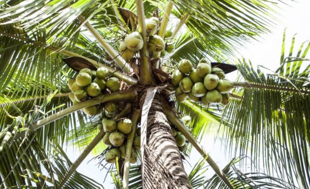 Cultivo do coco vira possibilidade para produtores de Mato Grosso