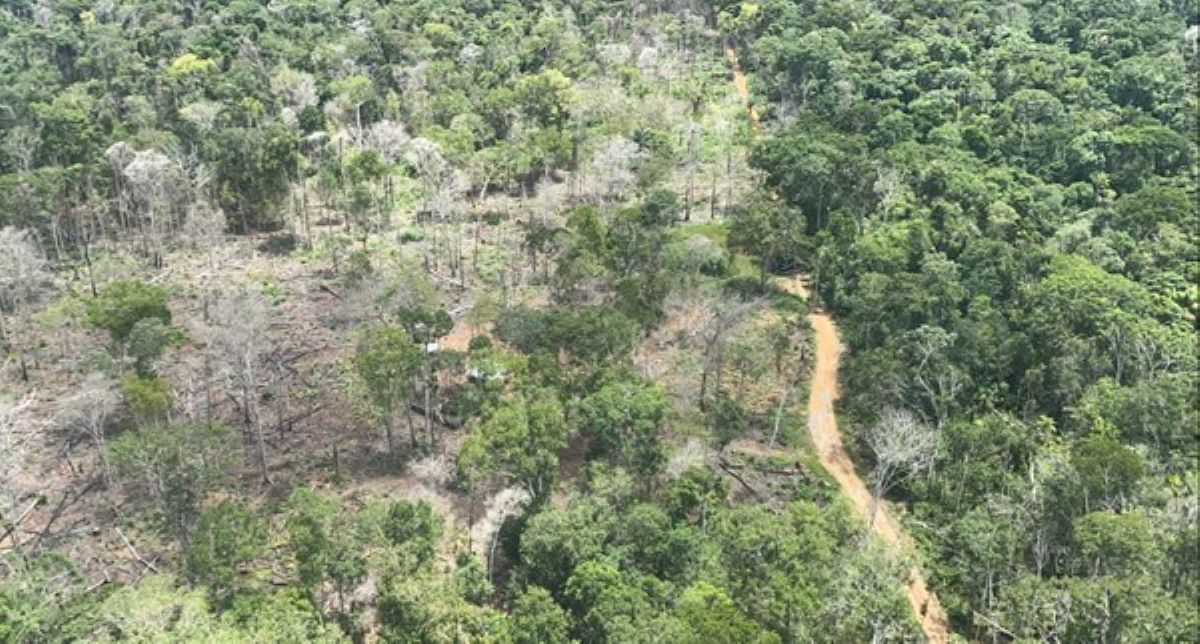 Mato Grosso | Polícia usa cão farejador e helicóptero em buscas por idoso que desapareceu há 2 meses em floresta