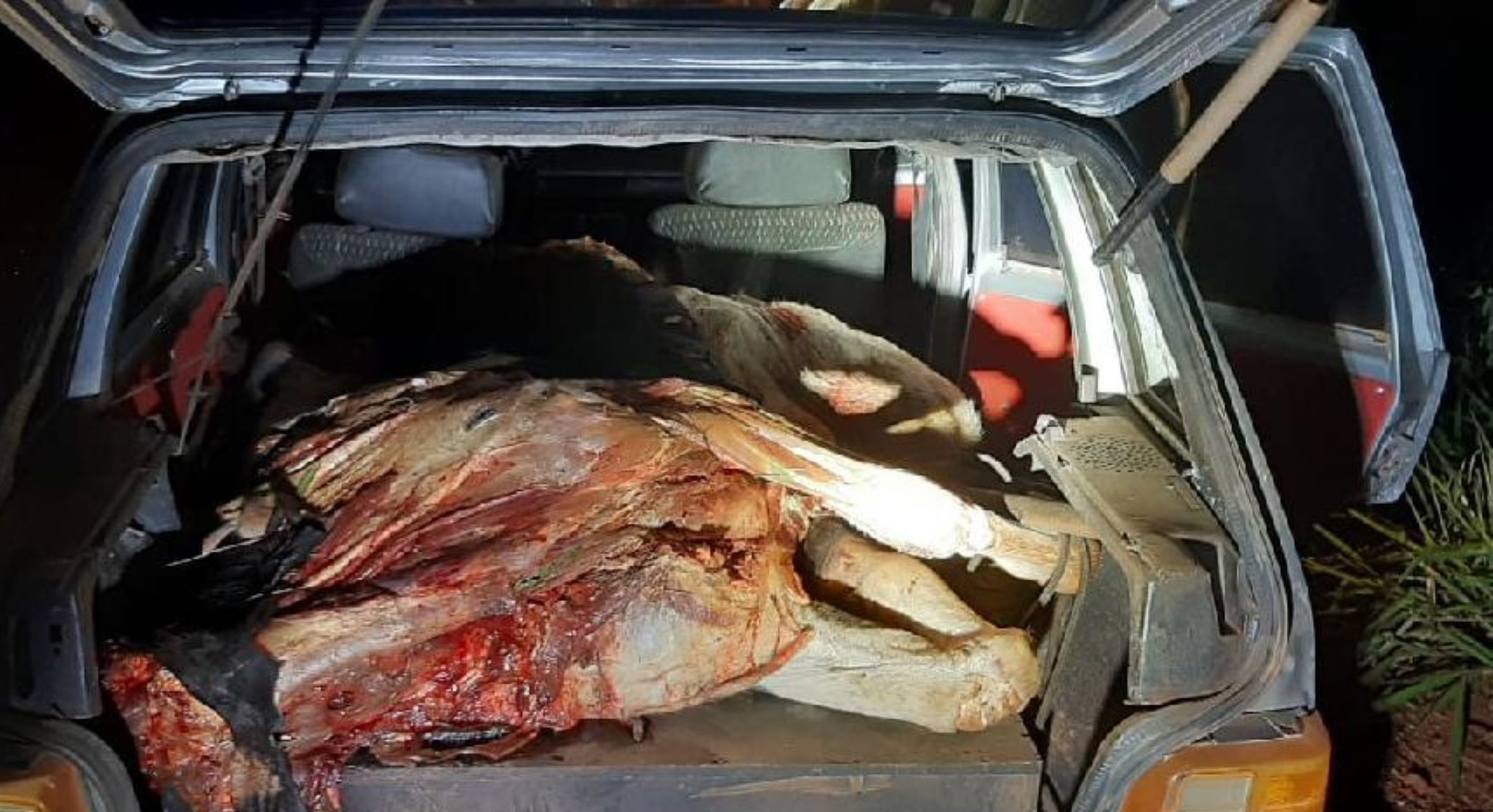 Força Tática encontra carro abandonado com vaca abatida em Pontes e Lacerda