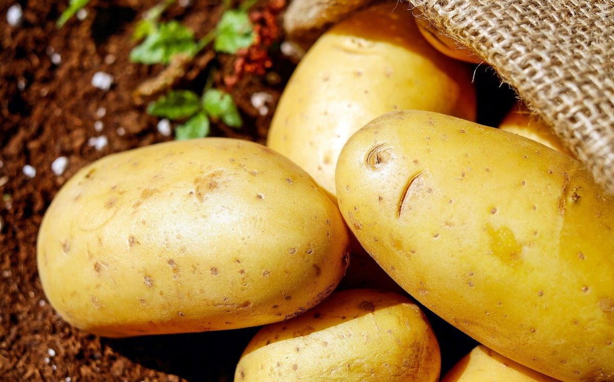 Ingrediente essencial do prato do brasileiro, a batata enfrenta desafios no campo