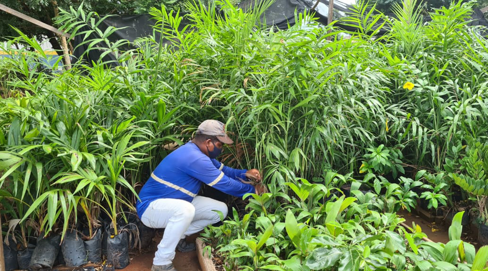 Prefeitura de Cáceres desenvolve projeto e coloca reeducandos no cultivo de mudas para urbanização da cidade