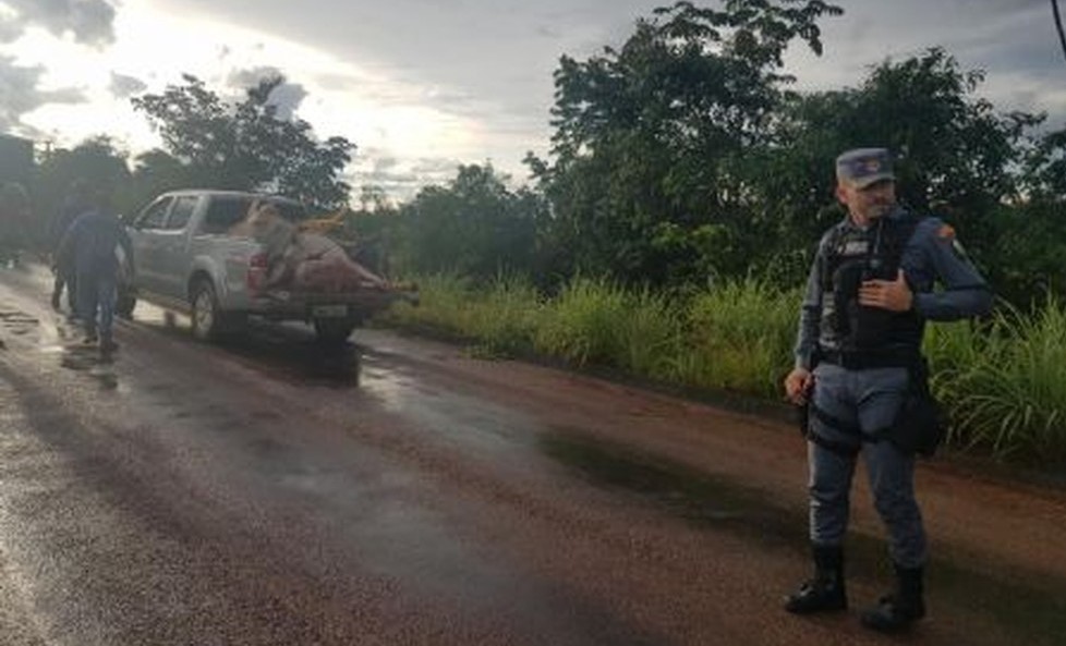 Mato Grosso | 17 cabeças de gado são atropeladas por caminhão