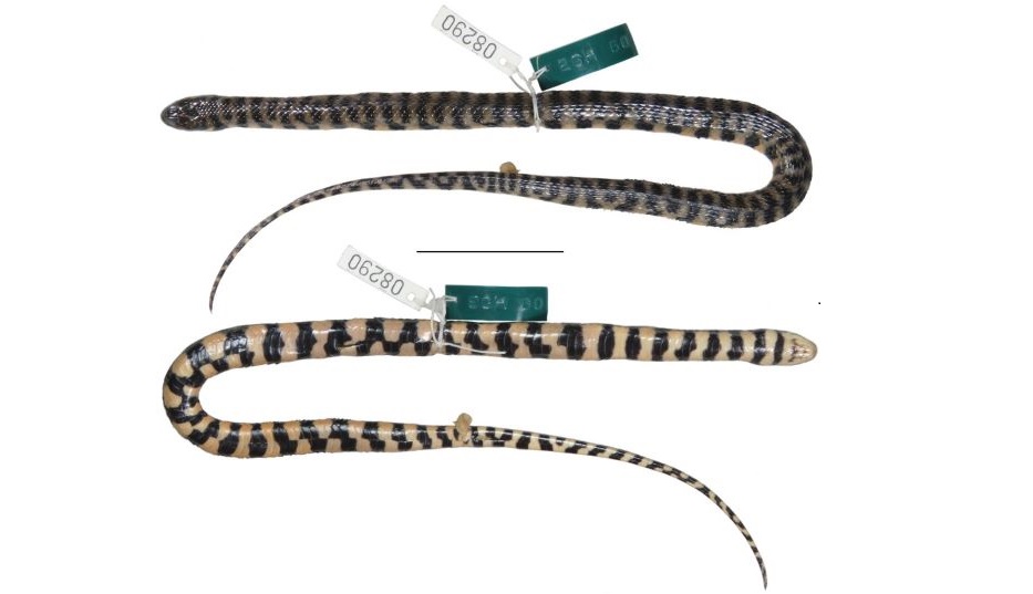 Nova espécie de cobra é descoberta na bacia Tocantins-Araguaia por pesquisador da UFMT