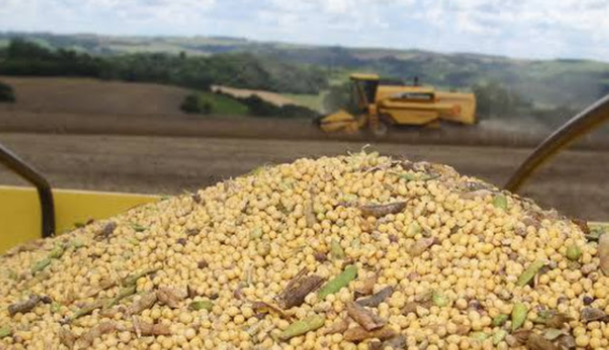 Ladrões invadem fazenda em Sorriso, colhem soja com próprio maquinário e levam quase R$ 1 milhão em grãos