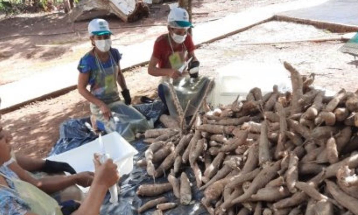 Treinamento do Senar-MT soluciona problemas em produção de farinha de mandioca em Juruena