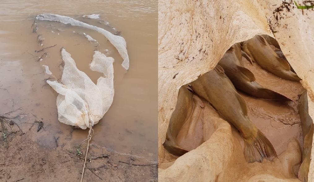 Mato Grosso | Sema devolve ao rio 150 kg de peixes vivos apreendidos