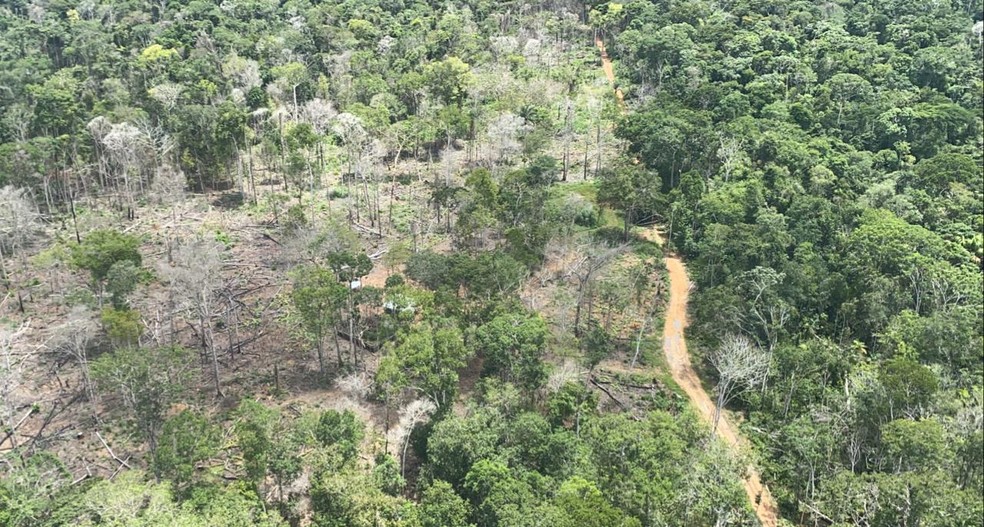 Mato Grosso | Idoso que estava desaparecido há 2 meses é achado morto em floresta