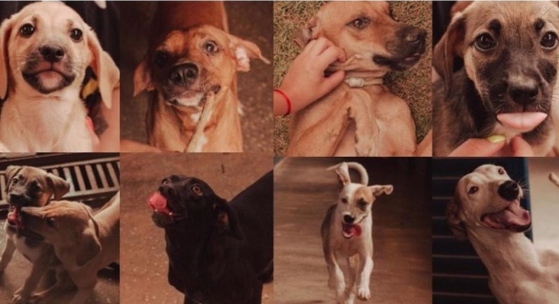 Dez cachorros vacinados e castrados são colocados para adoção responsável em Cuiabá