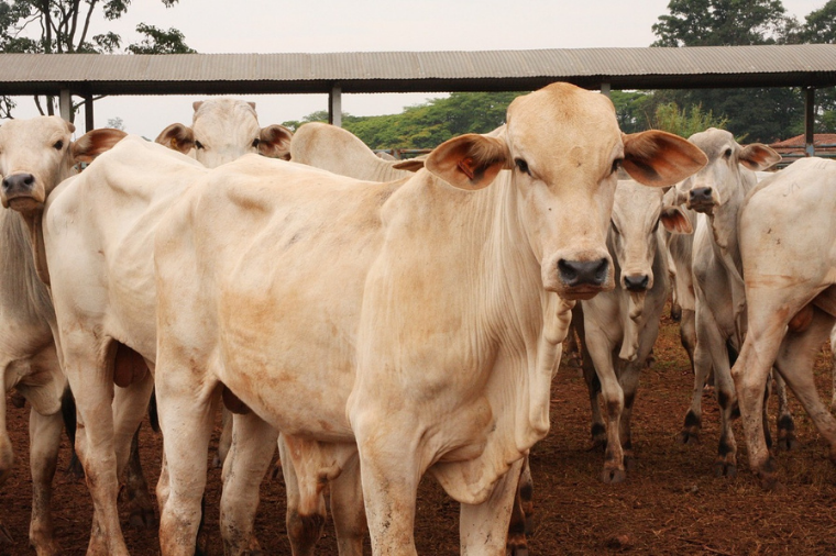 Alto Garças | MP aciona estabelecimentos por abate e transporte irregular de animais   