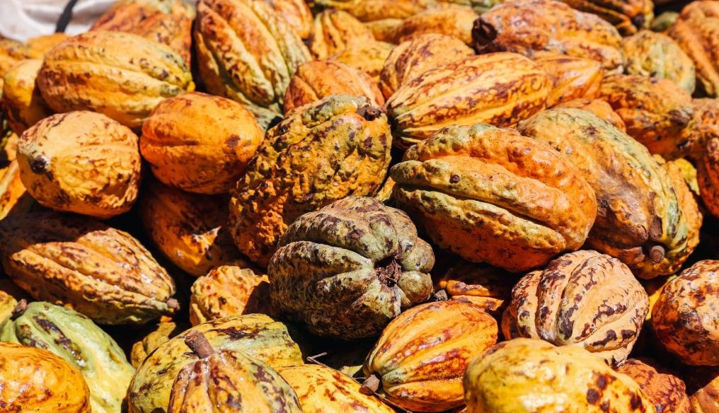 Programa de incentivo ao plantio do cacau prevê entregas de 300 mil mudas