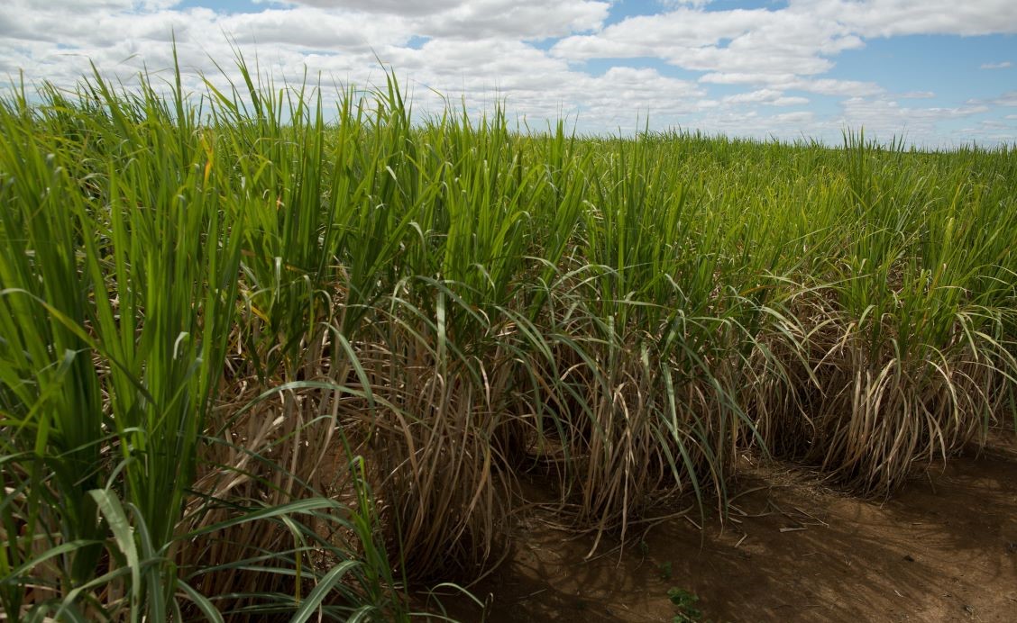 Inteligência artificial: solução para o manejo fitossanitário eficiente da cana