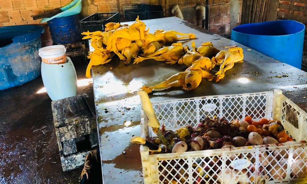 Várzea Grande | Abatedouro clandestino de aves é flagrado e dono é autuado