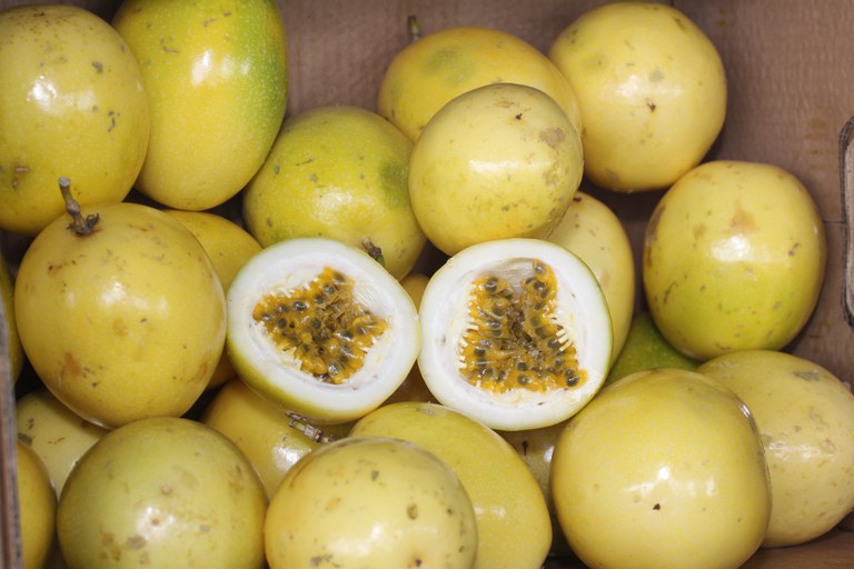 Agricultura Familiar | Publicada relação de produtos com bônus em maio