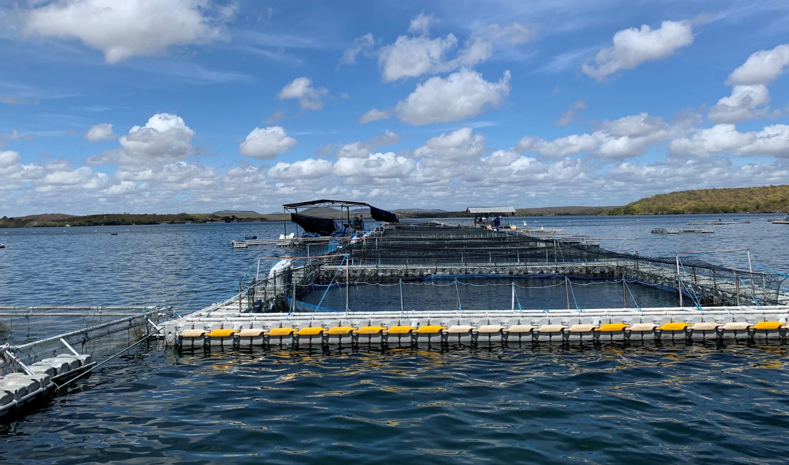 Programas de Gestão Sanitária na piscicultura melhoram índices zootécnicos da produção