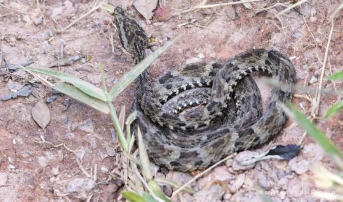 Rondonópolis | Idoso é internado na UTI em estado grave após ser picado por jararaca