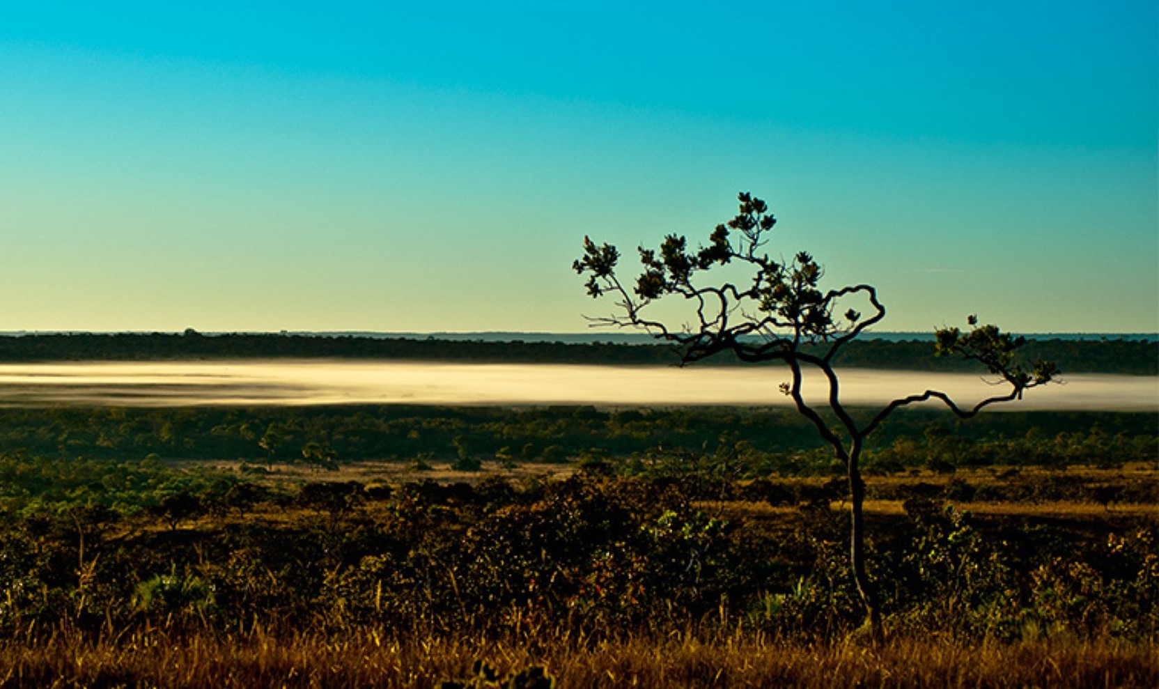 União Europeia junta-se a ONGs brasileiras e paraguaia em prol do Cerrado
