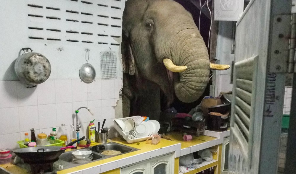 Elefante quebra parede de casa em busca de comida na Tailândia