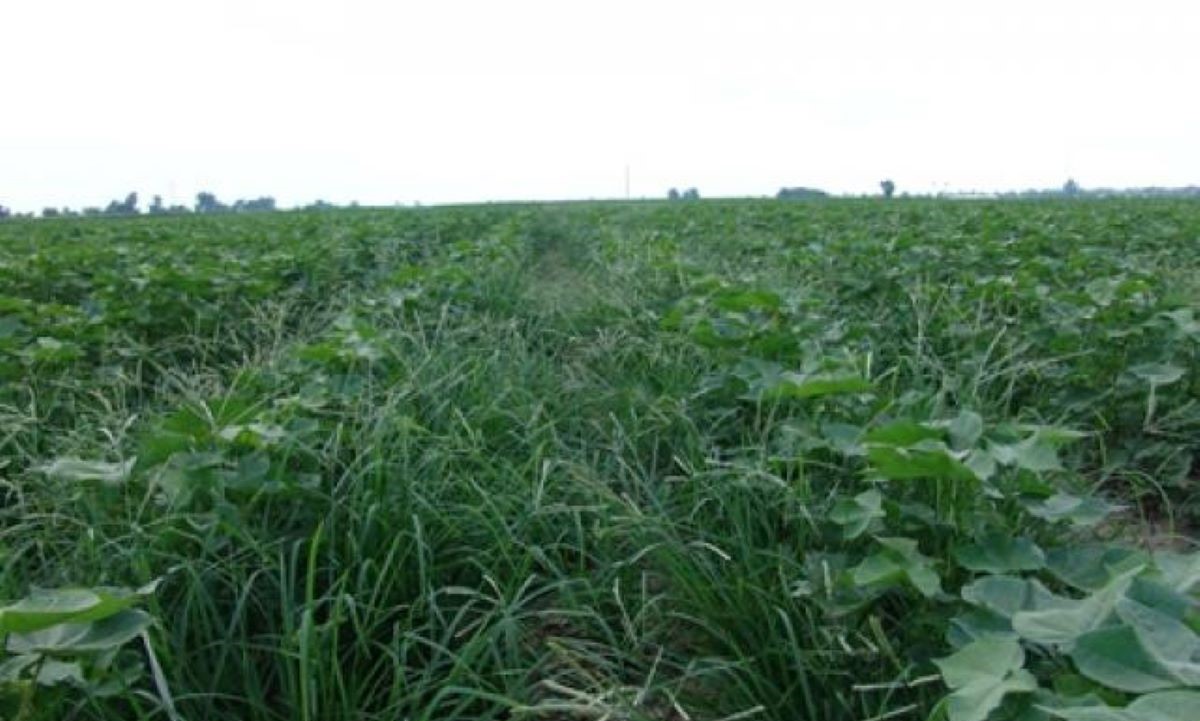 Manejo inadequado de plantas problemáticas compromete resultados na lavoura