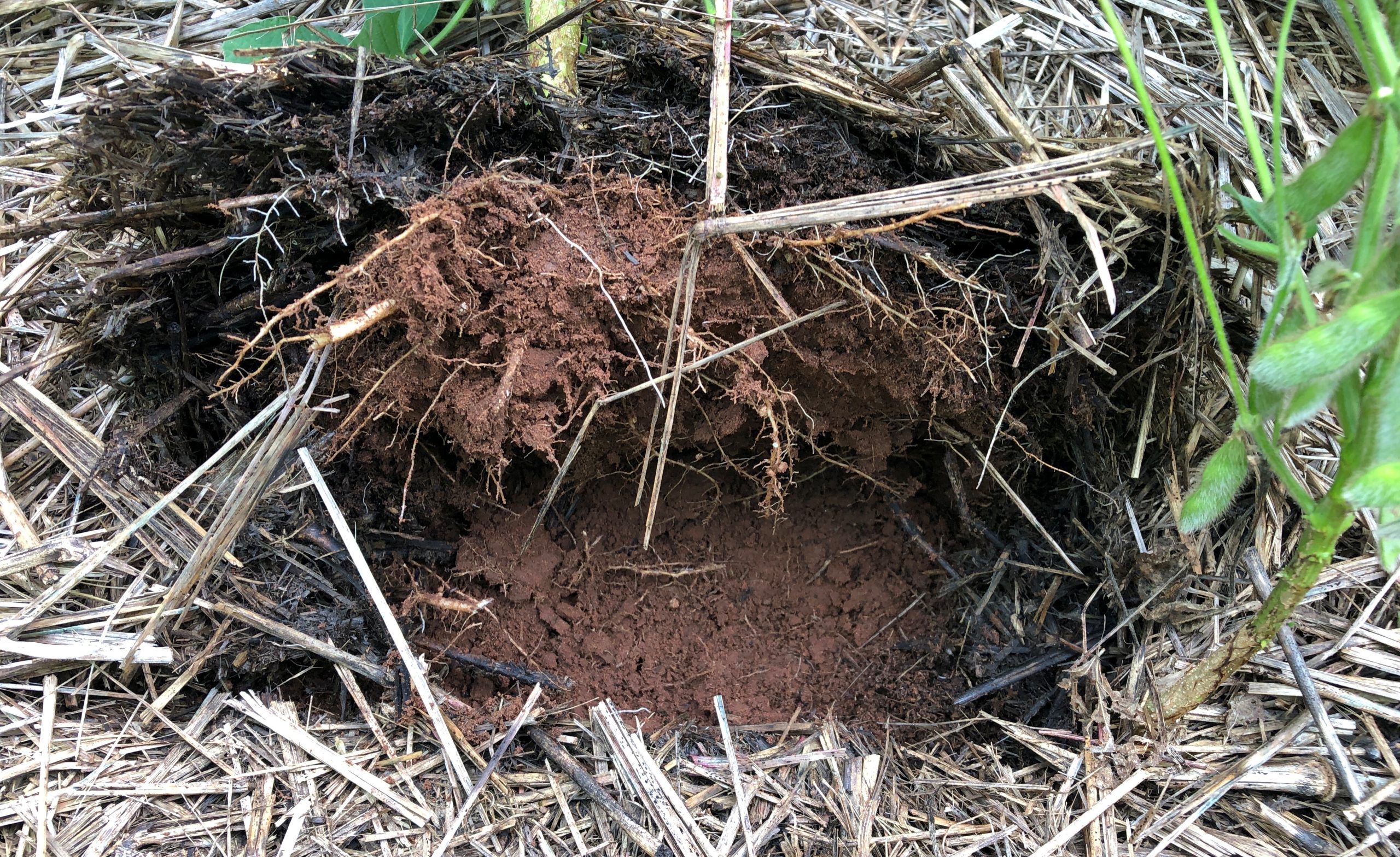 Pesquisador aponta a redução na população dos nematoides com o uso de plantas de cobertura do solo adequadamente selecionadas