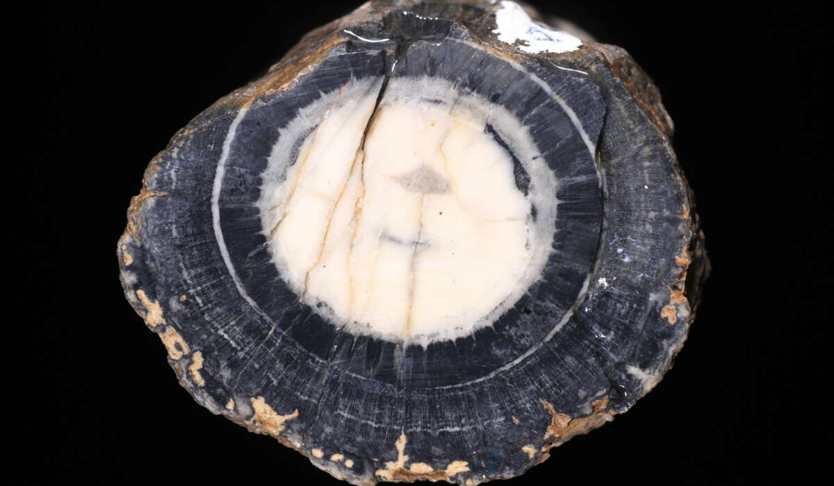 Cientistas brasileiros encontram fóssil de 280 milhões de anos 