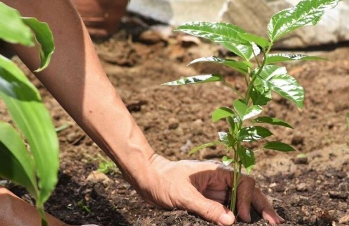 Prefeitura de Pedra Preta organiza plantio de árvores para homenagear vítimas da Covid-19