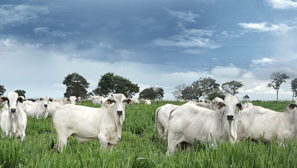 Agronegócio emprega 1 de cada 3 trabalhadores do Brasil