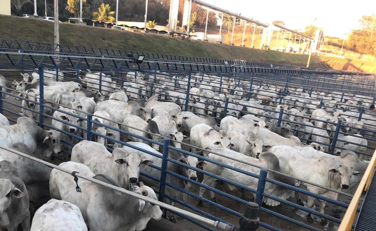 Mato Grosso participa pela 3ª vez do Circuito Nelore de Qualidade em 2021