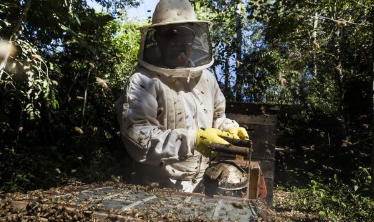 Associação de apicultores é registrada em Jaciara