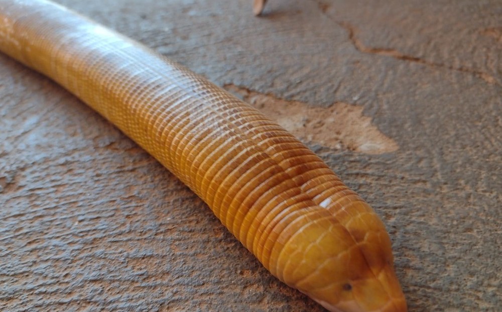 Sorriso | Moradora encontra cobra-cega de quase 1 metro em casa