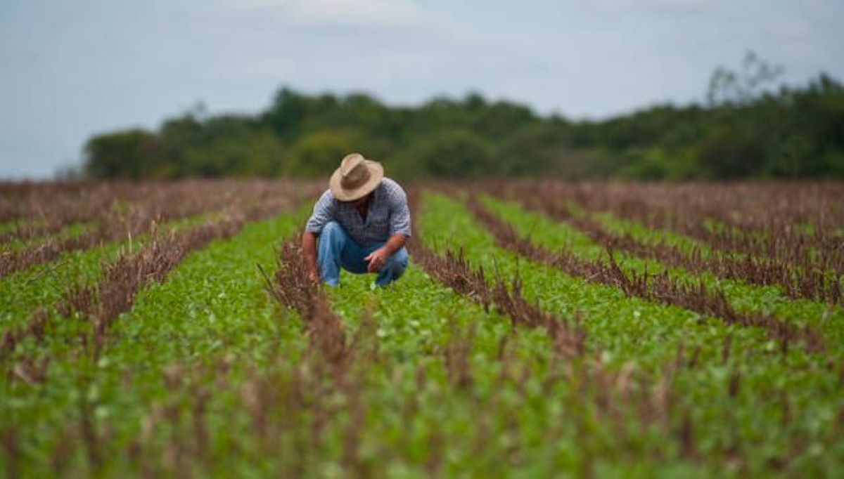 Mato Grosso: um estado com grandes perspectivas na Agronomia