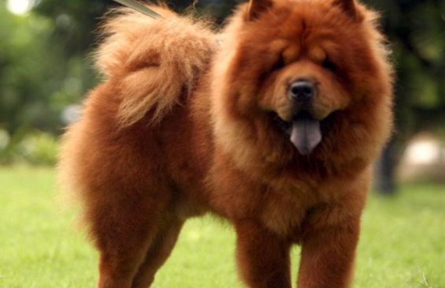 Lucas do Rio Verde | Criança morre após ser atacada por cadela Chow Chow