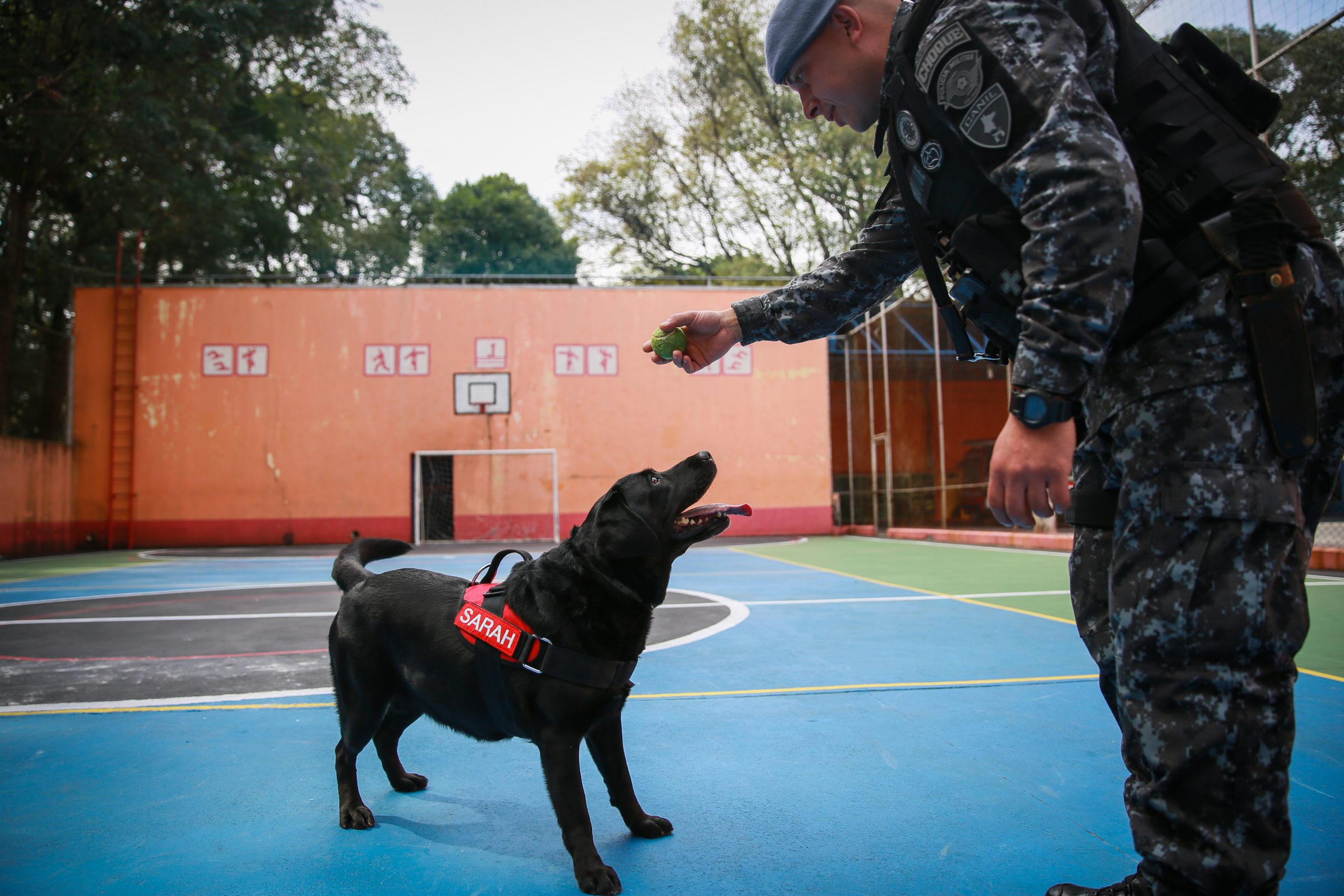 Cadela que atuou em Brumadinho se aposenta do Corpo de Bombeiros em São Paulo