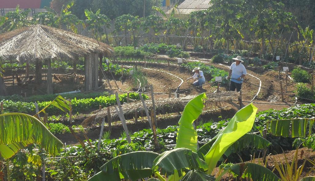 Mato Grosso | Governo divulga lista das escolas selecionadas para implementar projeto Horta Pedagógica