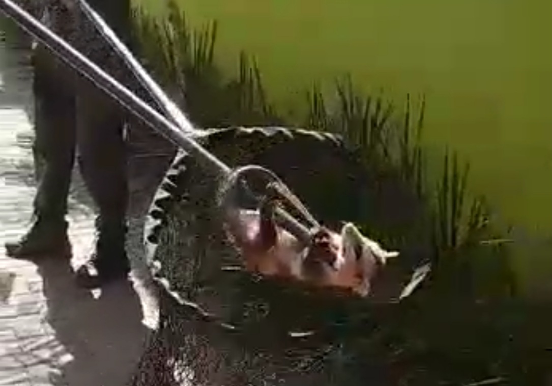 Polícia Ambiental captura gambá no centro de Rondonópolis