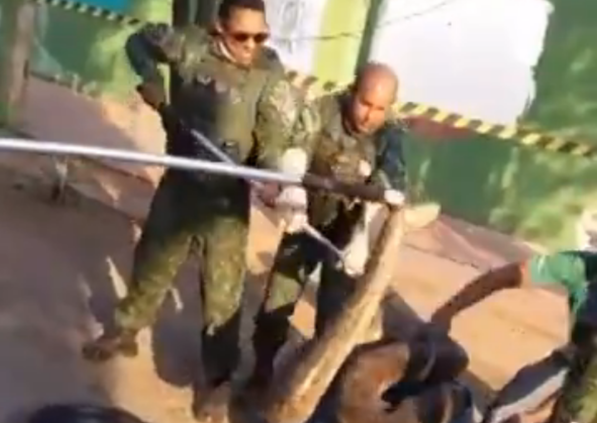 Sucuri de 5 metros e 70 kg é capturada em Mato Grosso