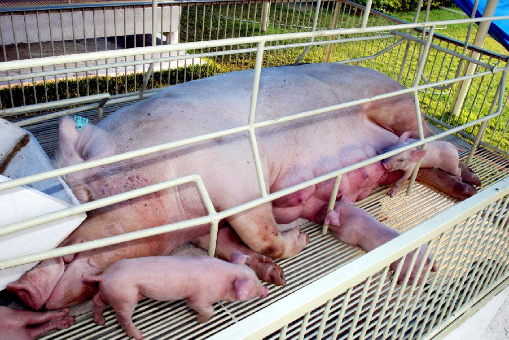 Suinocultores de Mato Grosso terão 100% de incentivo para retenção de matrizes suínas
